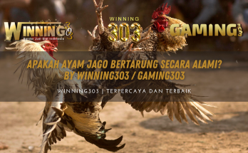 Apakah Ayam Jago Bertarung Secara Alami? By WINNING303 / GAMING303