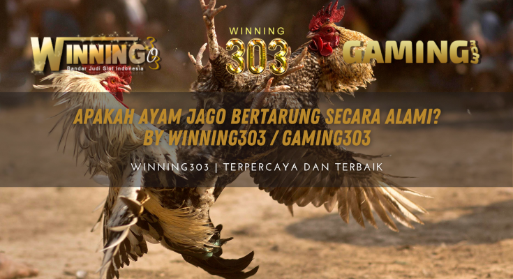 Apakah Ayam Jago Bertarung Secara Alami? By WINNING303 / GAMING303