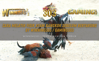 Cara Melatih Fisik Ayam Bangkok Sebelum Bertarung By WINNING303 / GAMING303