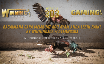 Bagaimana Cara Membuat Adu Ayam Anda Lebih Baik? By WINNING303 // GAMING303