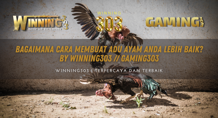 Bagaimana Cara Membuat Adu Ayam Anda Lebih Baik? By WINNING303 // GAMING303