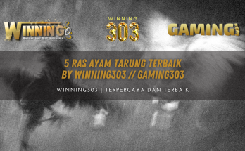 5 Ras Ayam Tarung Terbaik By WINNING303 // GAMING303