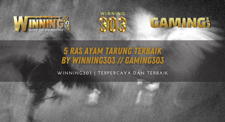 5 Ras Ayam Tarung Terbaik By WINNING303 // GAMING303