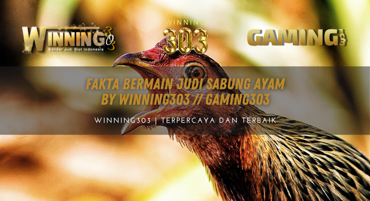 Fakta Bermain Judi Sabung Ayam By WINNING303 // GAMING303