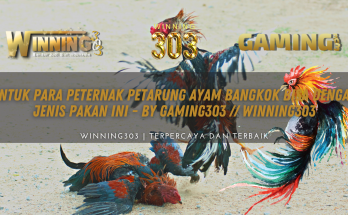 Untuk Para Peternak Petarung Ayam Bangkok Bisa Dengan Jenis Pakan Ini