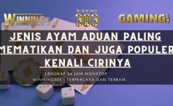 Jenis Ayam Aduan Paling Mematikan dan juga Populer, Kenali Cirinya