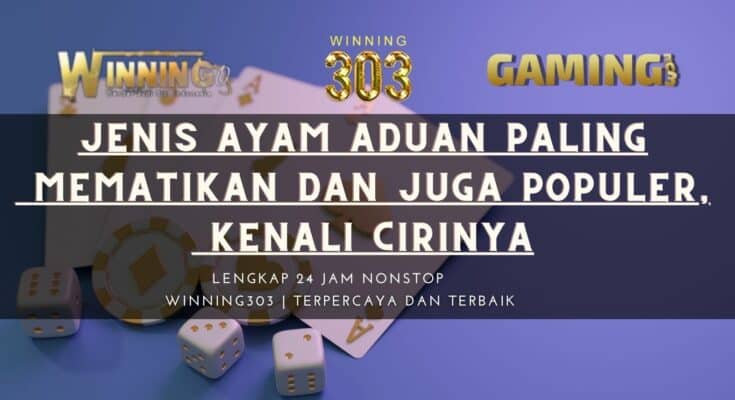 Jenis Ayam Aduan Paling Mematikan dan juga Populer, Kenali Cirinya